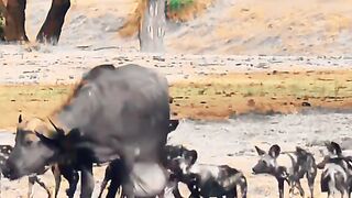 Buffalo surrenders to being attacked by wild dogs