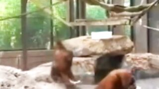 Monkey funny video Clip