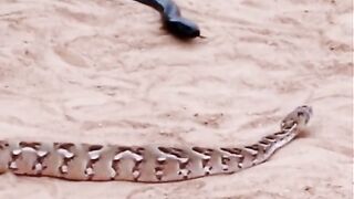 Snakes attack each other
