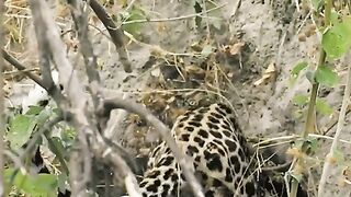 what do leopards hunt?