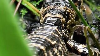 baby crocodile looking for food