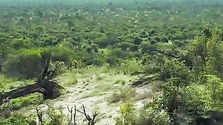 The lion cub begins to learn to find food