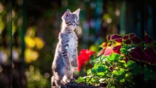 Cute Cat and Kitten Baby