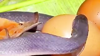 Snake tries to eat Egg