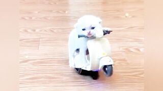Funniest Animals 2023 ???? Best Funny Cats and Dogs Videos ???????? #cats