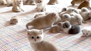 Kittens