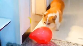 Look at this dog, you will be surprised by the timing!