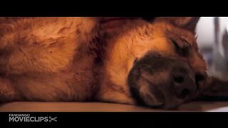 I Am Legend (6_10) Movie CLIP - Goodbye, Sam (2007) HD.