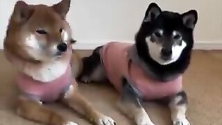 Domestic pet dogs