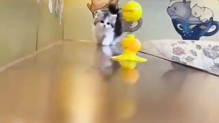 You Definitely Laugh,Trust me ???? Funniest Cats And Dogs Expression Video ???? Funny Cats Life