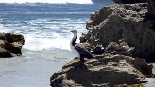 Black faced cormorant