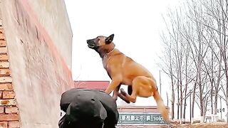 Love pets????????