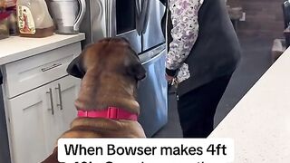Cute dog || Big Dog