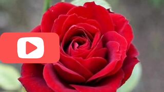 Beautiful poetry for all friends