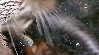 Beavers eat snakes