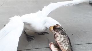 Birds feeding viral video
