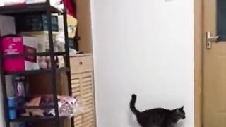 Seeing the mutual love of cats will make you think!