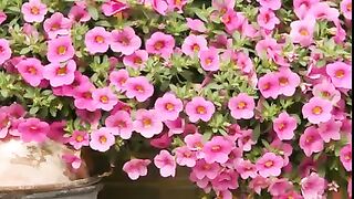 Lover of  the flowers