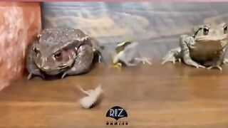 Love these frogs