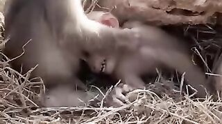 Monkey baby