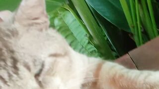 Kucing gendut