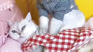 Funny Cat