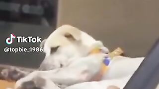 TikTok Funny Videos