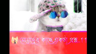 Funny video cat????????????????????