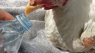Hen's