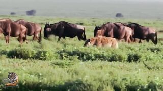 Wildlife Documentry