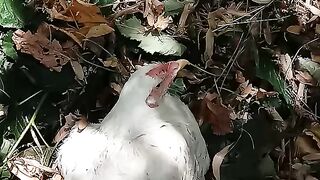 hen's