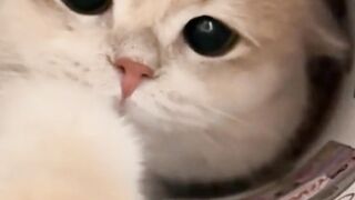 Beautiful Cute cats in eating ????????????