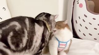Cute cat funny scenery