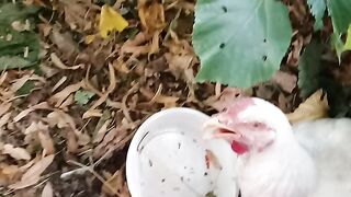 Hen's
