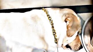 Try Not To Laugh Challenge - Funny Cat &Dog Vines compilation 2024????????
