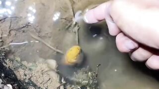 Eel Fishing