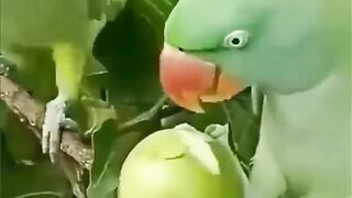 Totah our tote ki video cute brid