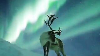 If you've never seen a reindeer posing under an aurora before, today is your day.