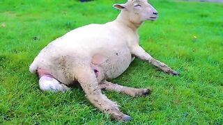 Pregnant sheep