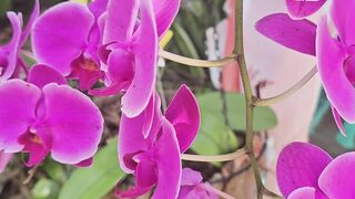 Orquídeas violeta