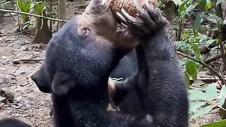 Sun bear drinking coconut water.