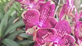 Orquídeas