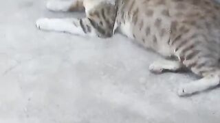 Cute cate