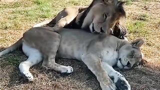 Oh nothing, just a lion and a lioness cuddling each other.
