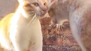 I know you like orange cats debate ????????????
