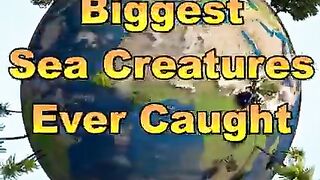 Biggest sea caught
