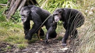 Human shoulders and elbows evolved as brakes for apes climbing trees, new study says