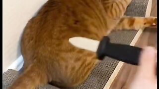 Funny clips of cats ???? subscribe for more