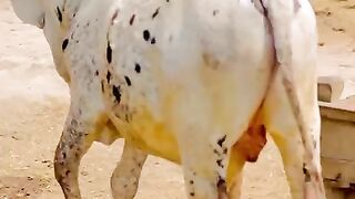 Cowlovers