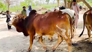 Brown bull